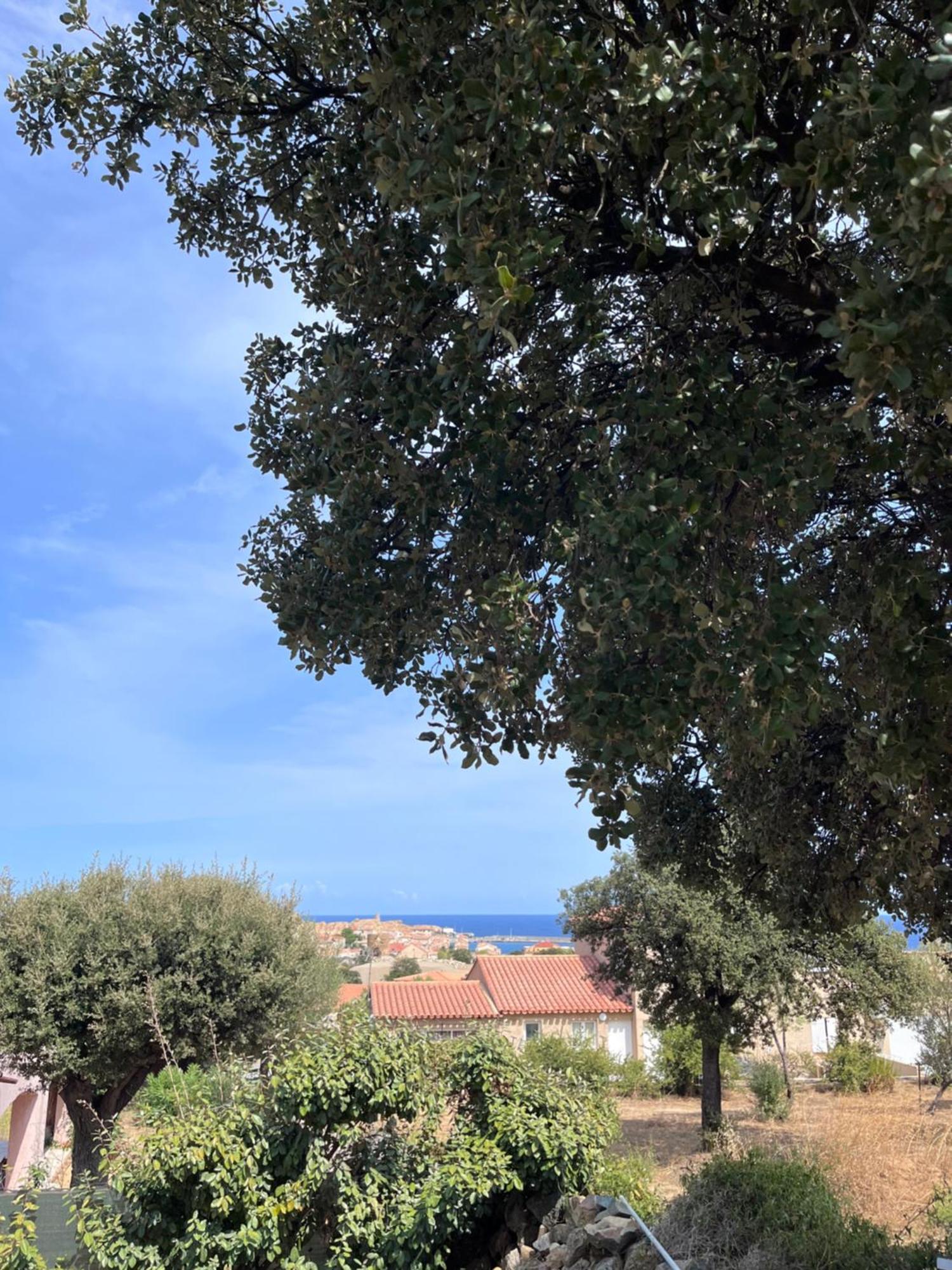 Appartement Rez De Villa LʼÎle-Rousse Exteriör bild